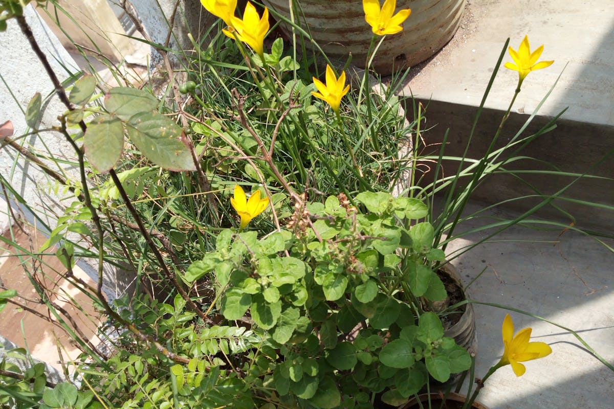 Silvaris Regional Hospital — Dallas, TX